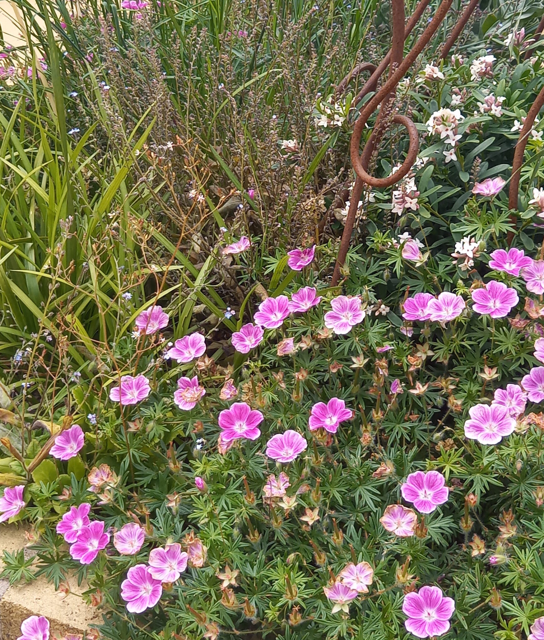 In the foreground is a small mass of pretty pink geranium flowers. Behind it are lots of brown dead forget-me-not plants that need removing.