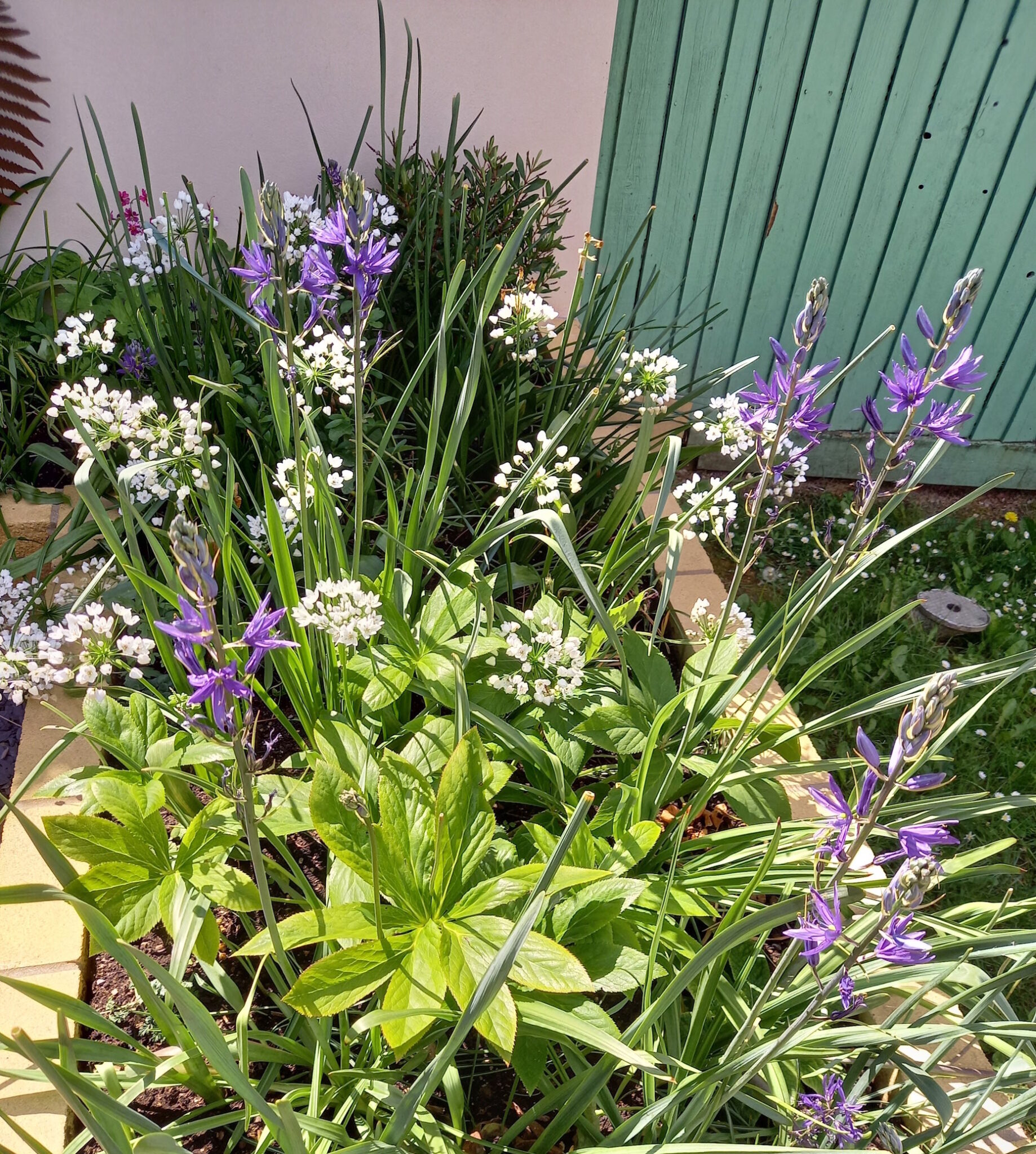 A flower bed with a mix of different leaf shapes, and some white and some purple-blue flowers. Amongst the foliage are daffodil leaves that will be removed once the other flowers have finished.