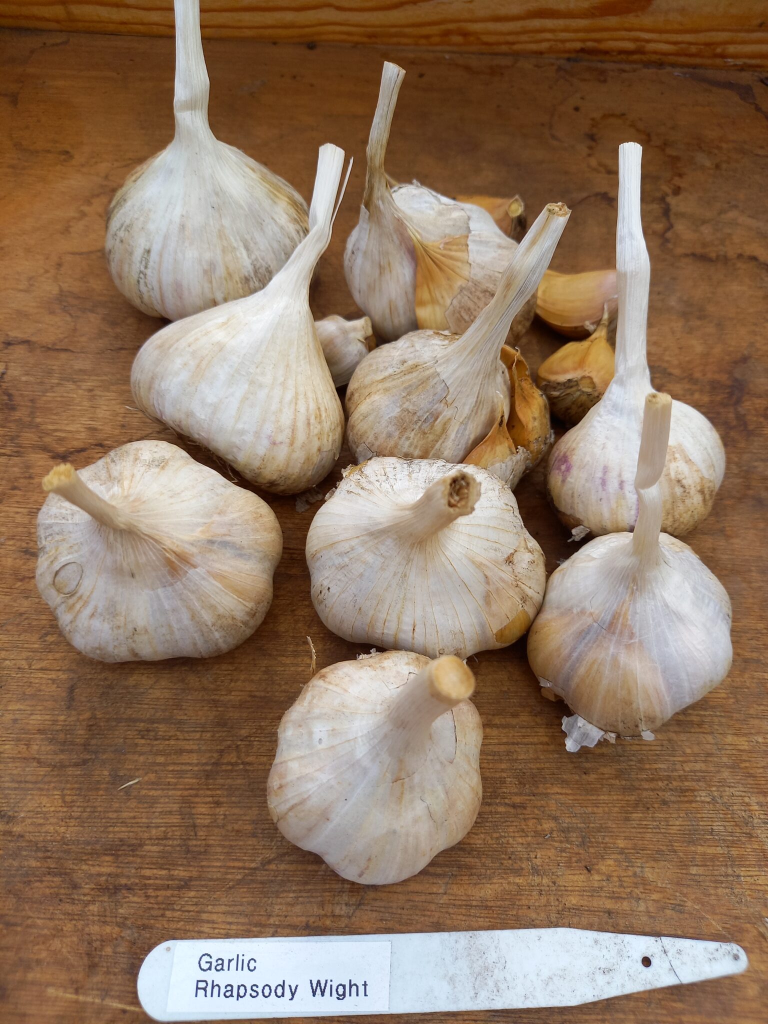 Garlic Rhapsody Wight: 9 bulbs, 6 large, 3 small