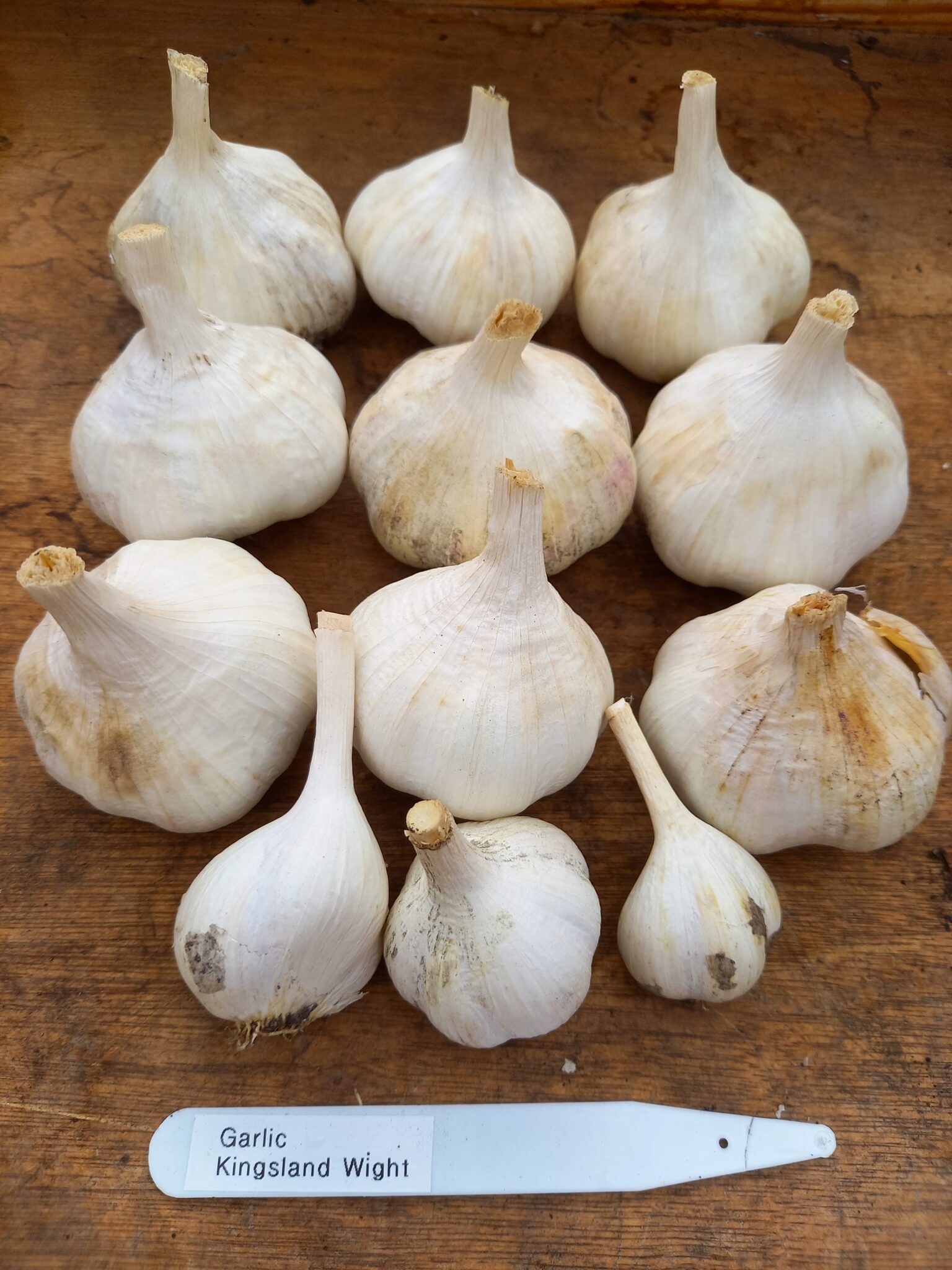 Garlic Kingsland Wight: 9 large bulbs, 2 small