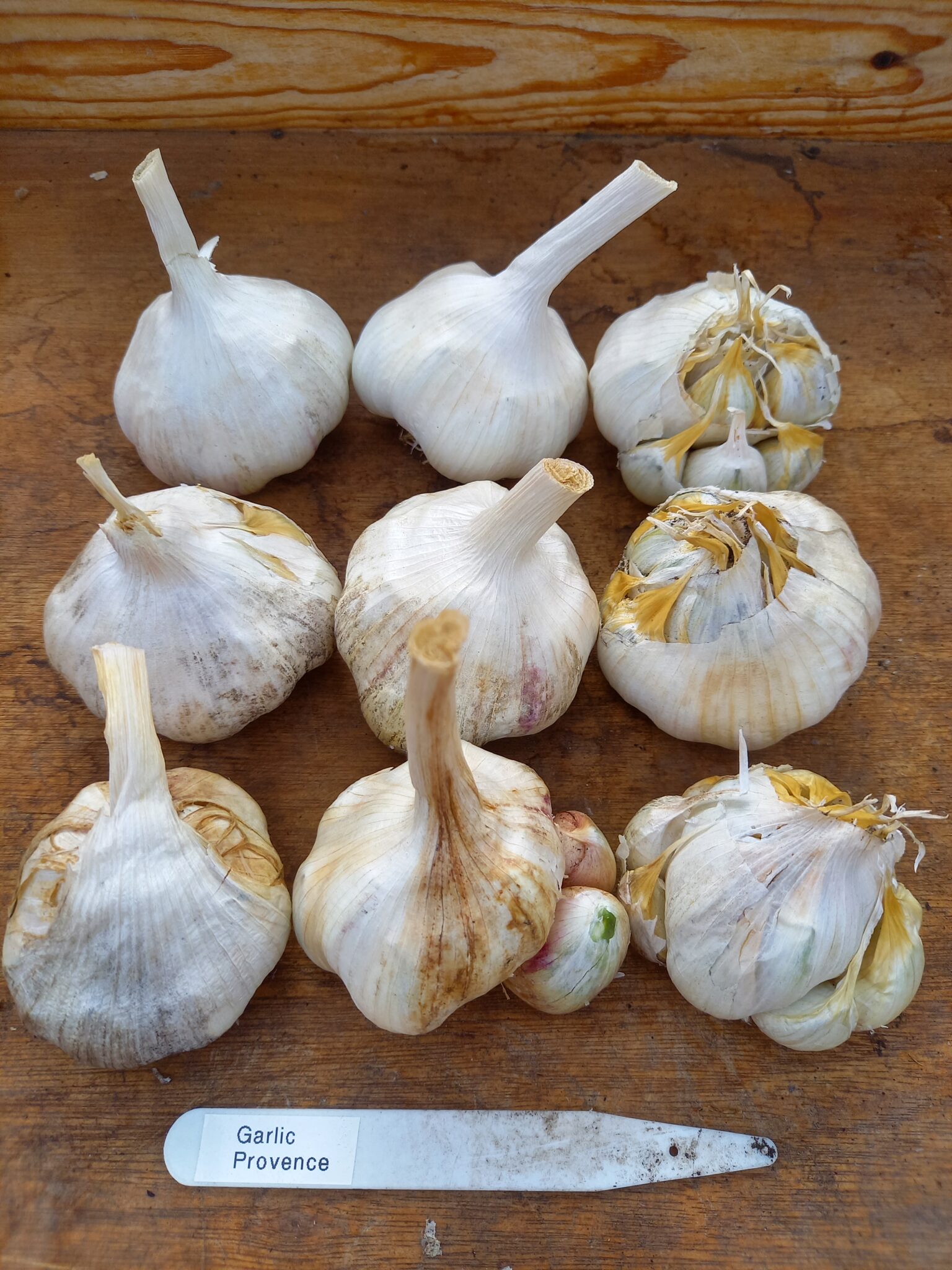 Garlic Provence: 9 large bulbs