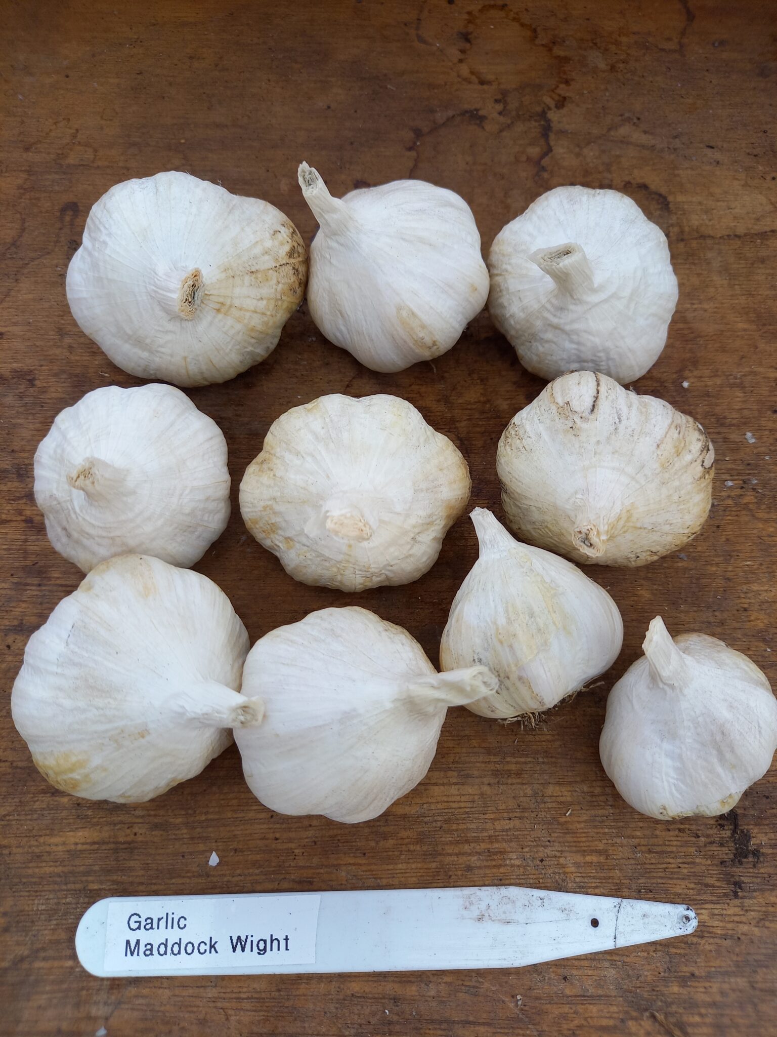 Garlic Maddock Wight: 10 bulbs, 2 large, 6 medium, 2 small