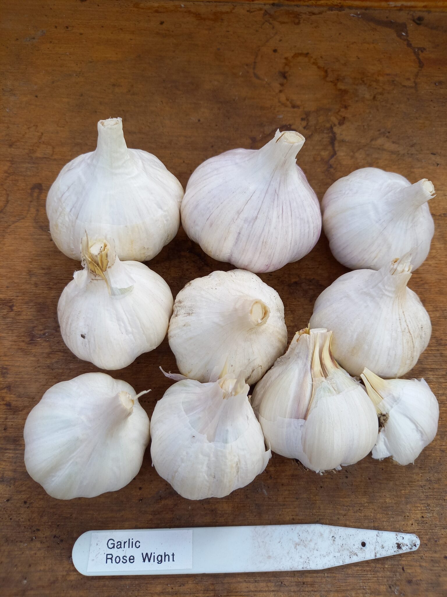 Garlic Rose Wight: 10 bulbs, 5 medium, 5 small