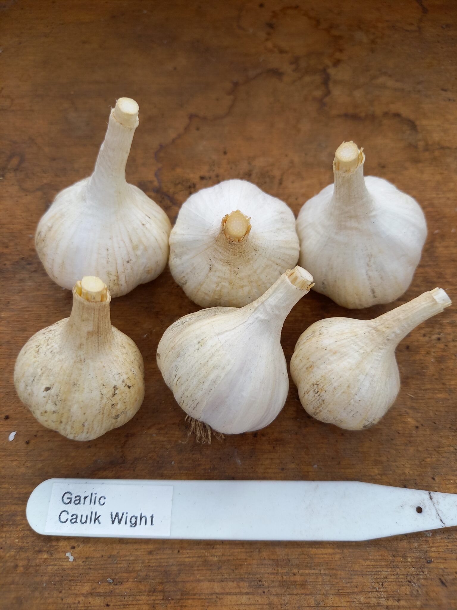 Garlic Caulk Wight: 8 small bulbs