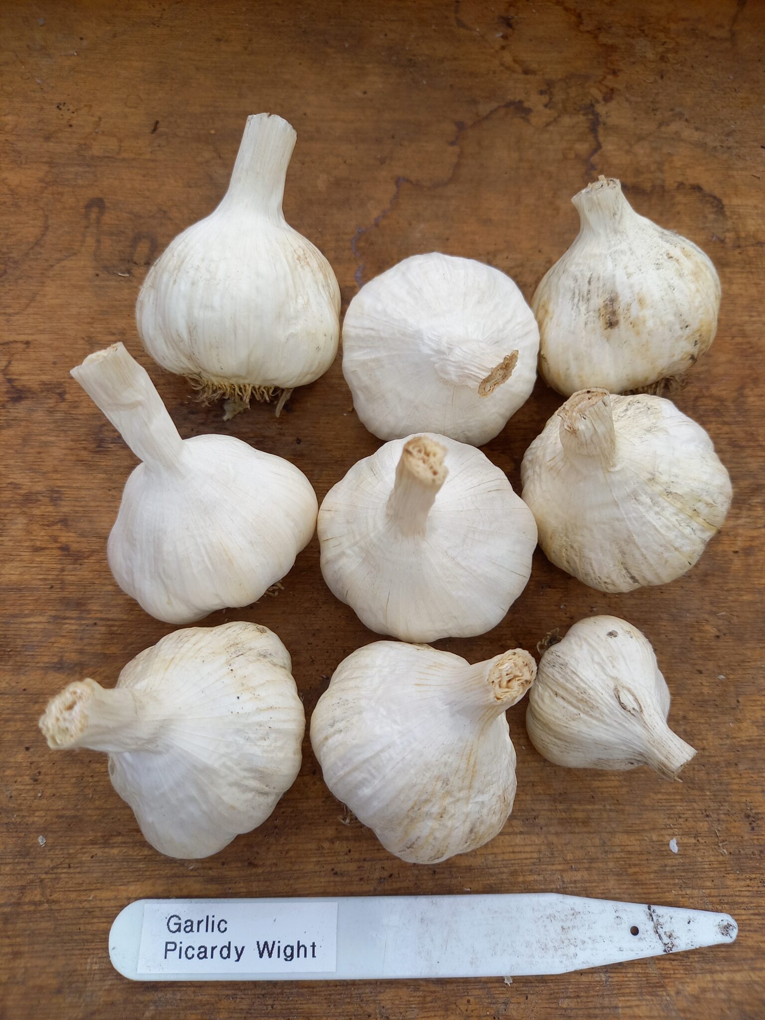 Garlic Picardy Wight: 8 small bulbs
