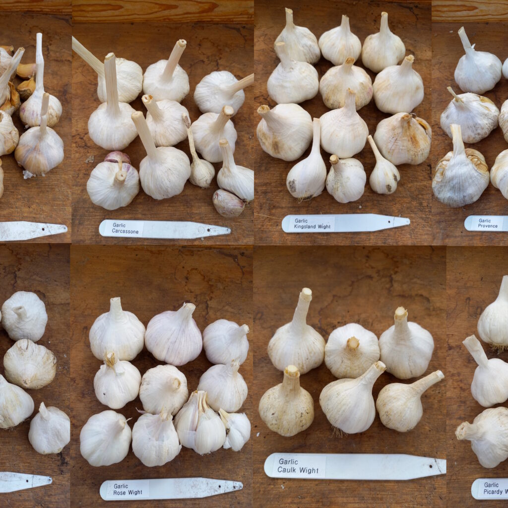 A montage of 8 different garlic varieties.