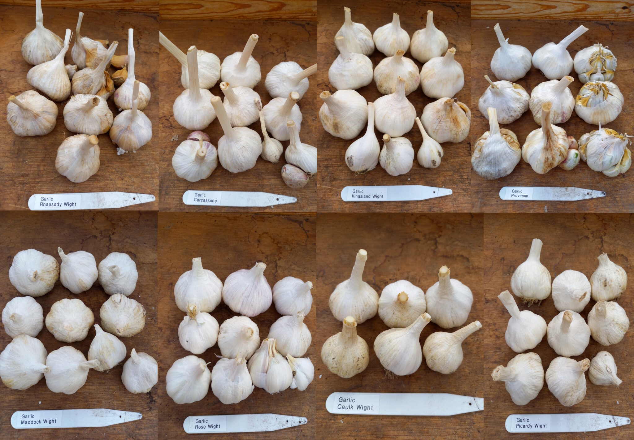 A montage of 8 different garlic varieties.