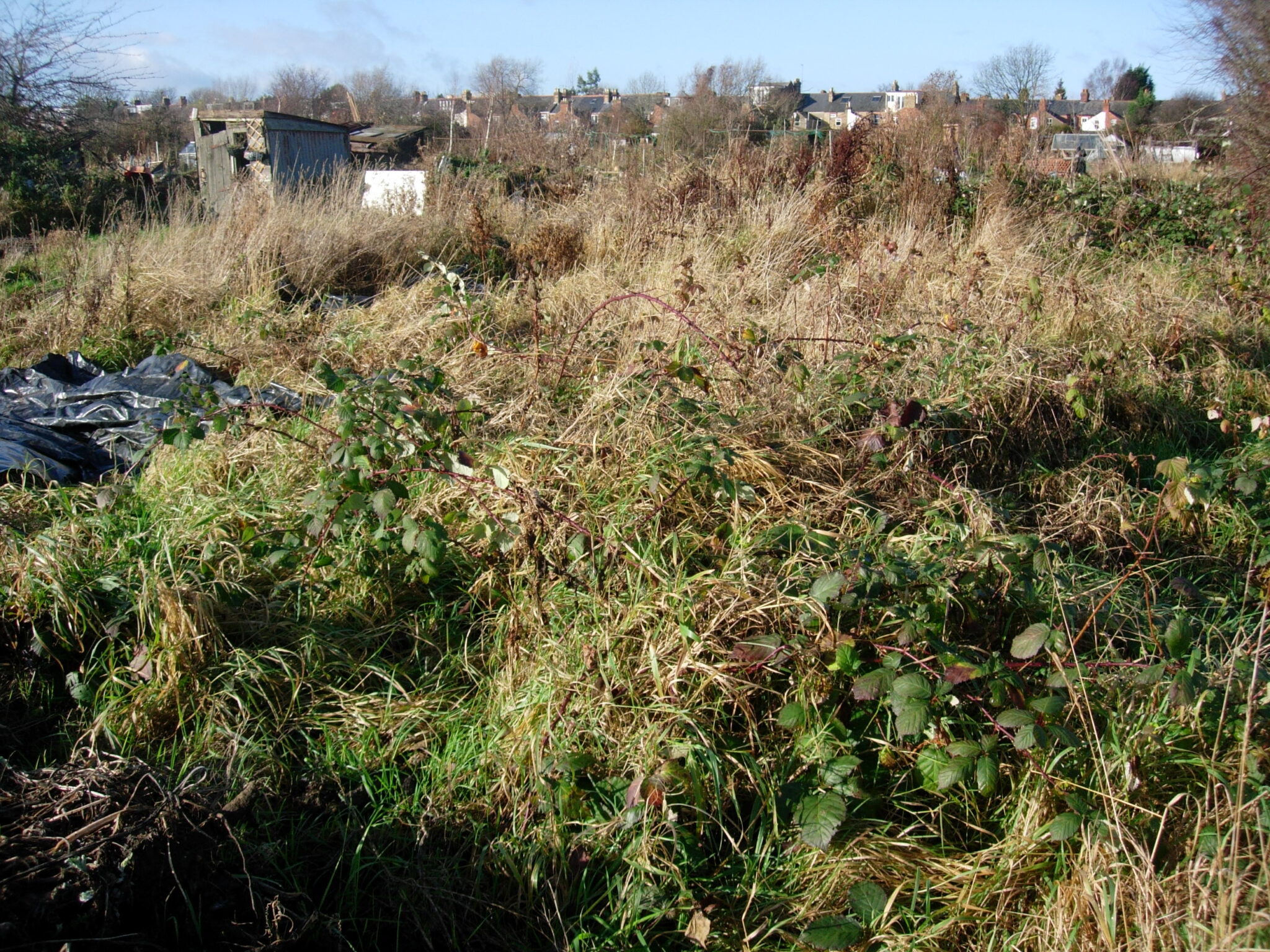 The allotment when I first took it on. All brambles and weeds, a mess.