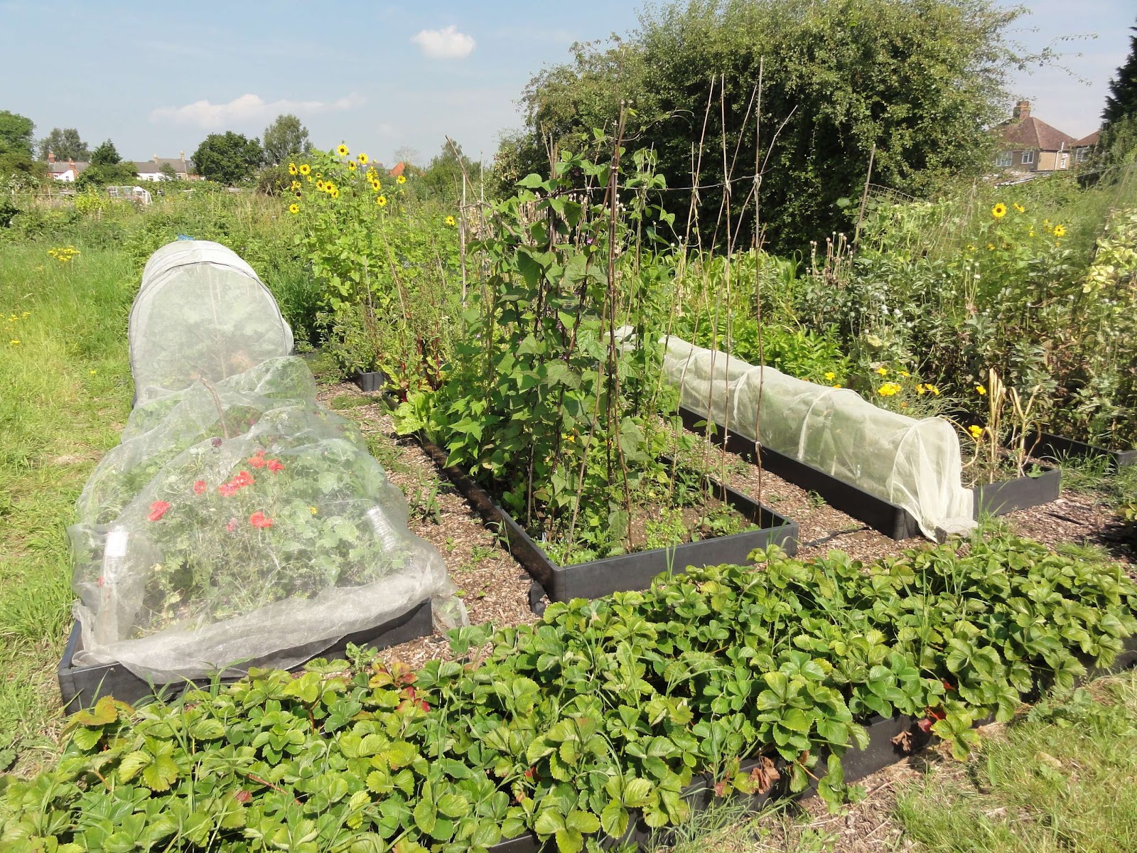 The allotment after 4 years. It has clear raised beds with a mix of fruit and vegetables growing. It looks neat and productive.