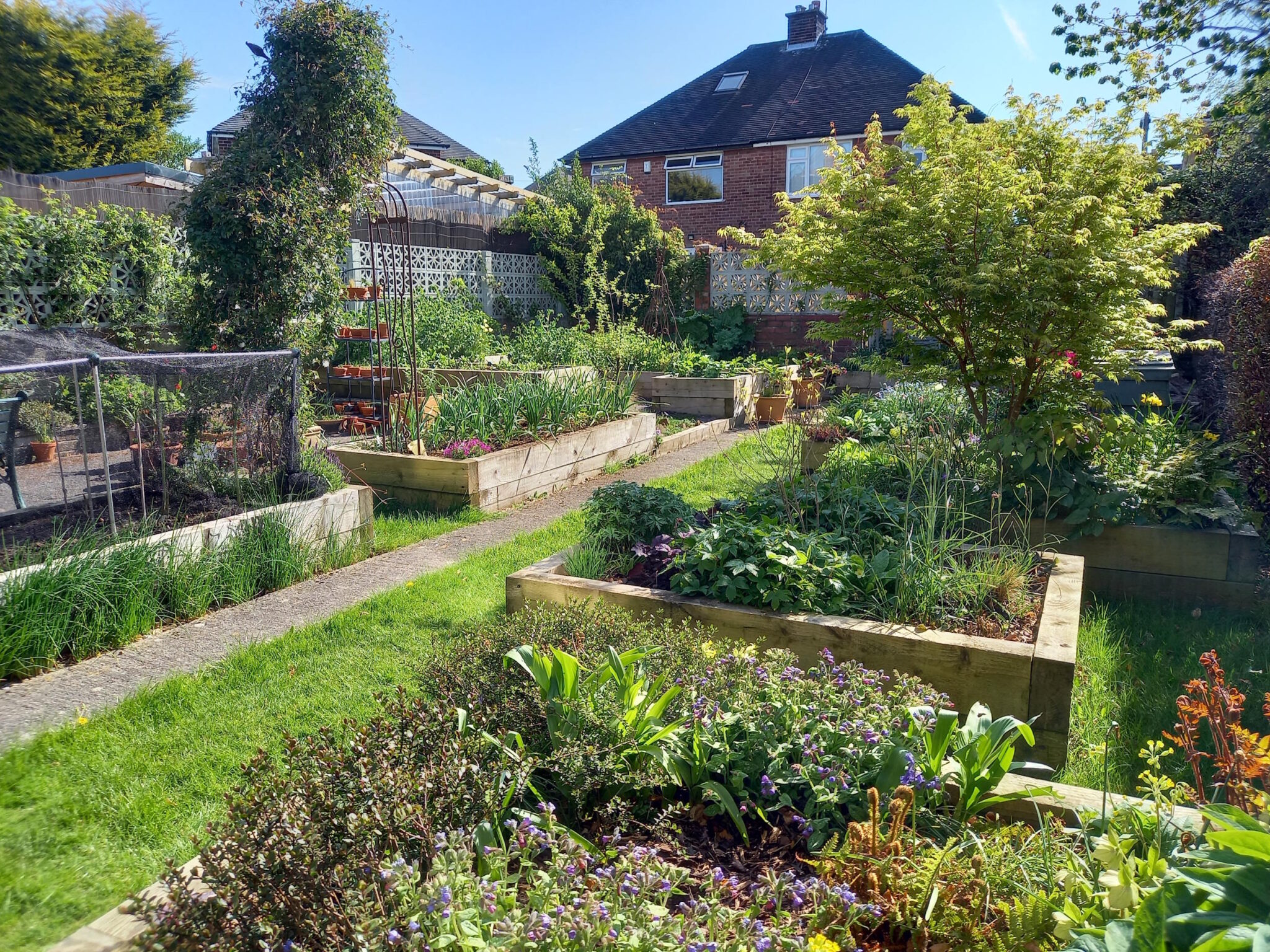 The back garden several years later. Wooden raised beds for ornamentals and vegetables. It's a big garden, with some small trees too, and it's too much to manage.