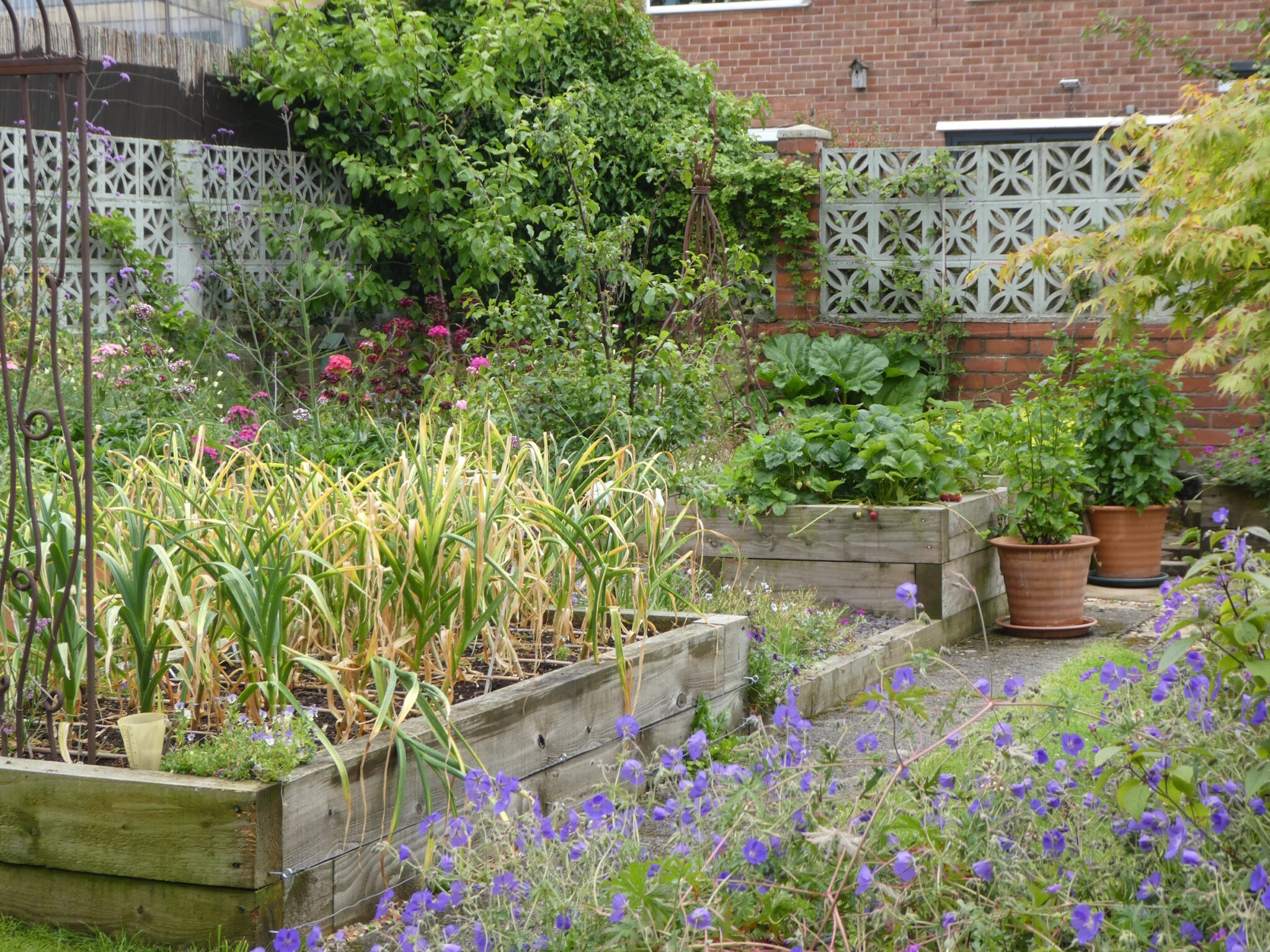 Just looking at a section of the back garden. This is the kitchen garden area with mostly fruit and vegetables growing here now. You can see a blue flower in the foreground.