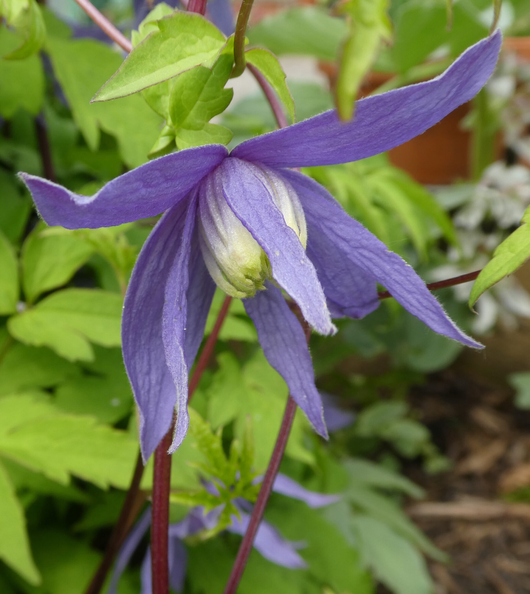 A nodding clematis flower with purple leaves.