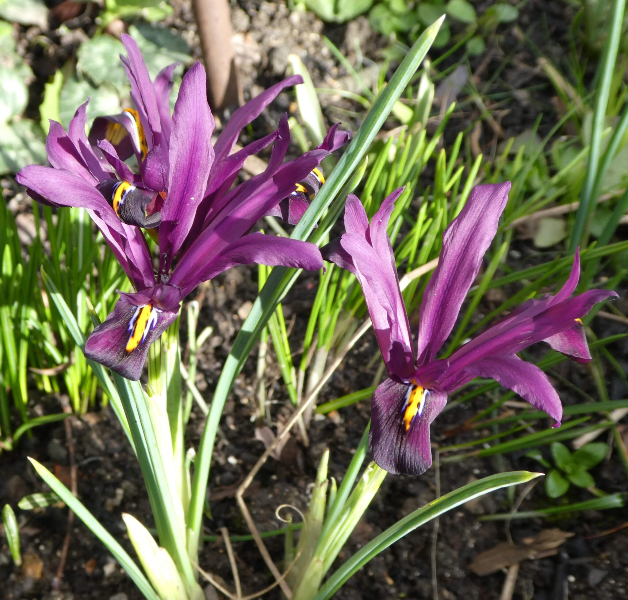 Three small purple irises in the sun.