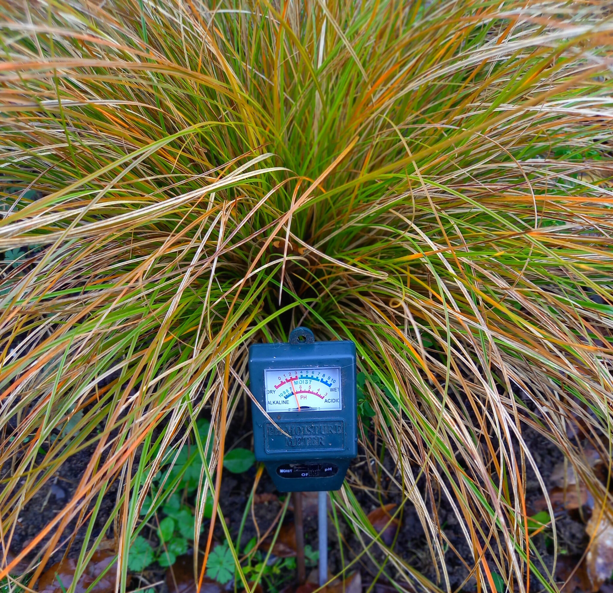A green and orange ornamental grass with the soil PH - Moisture metre in front of it, which is measuring close to 7, meaning the soil is alkaline.