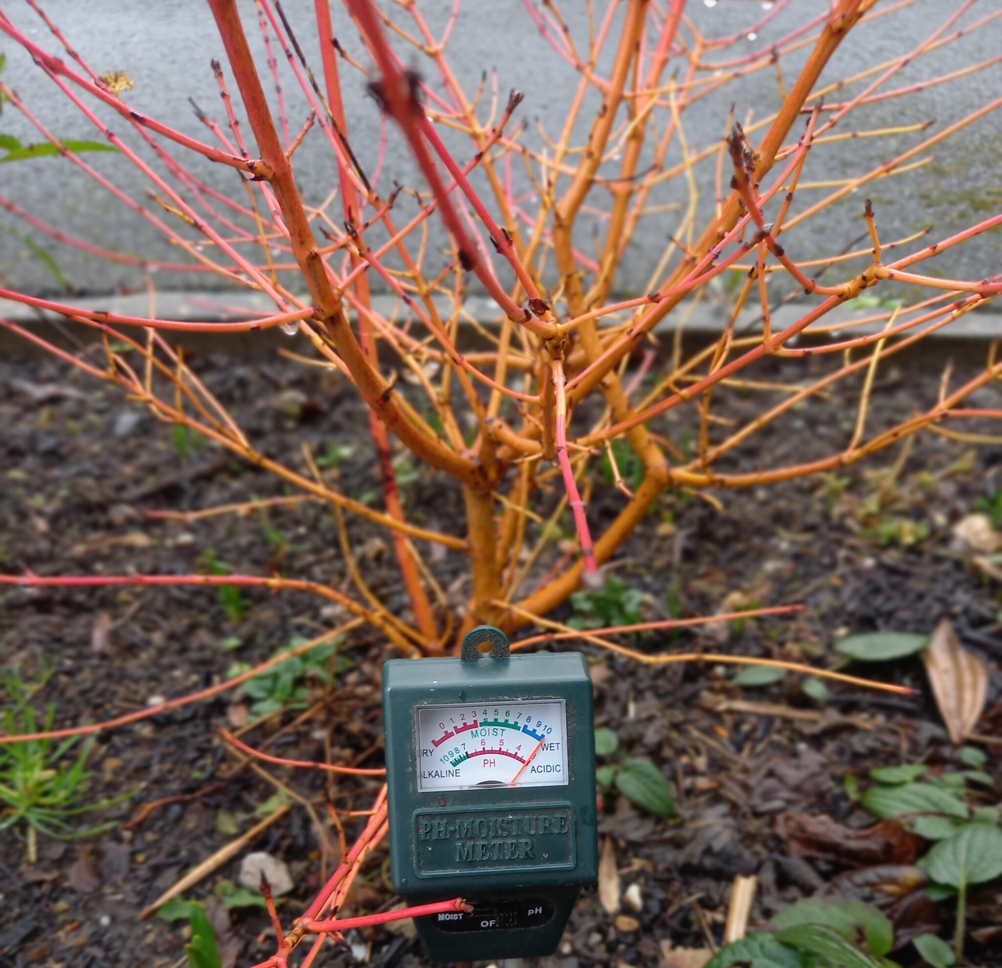 The orange-coral branches of a shrub in winter with no leaves. The pH metre measurement is 3, meaning the soil is quite acidic.