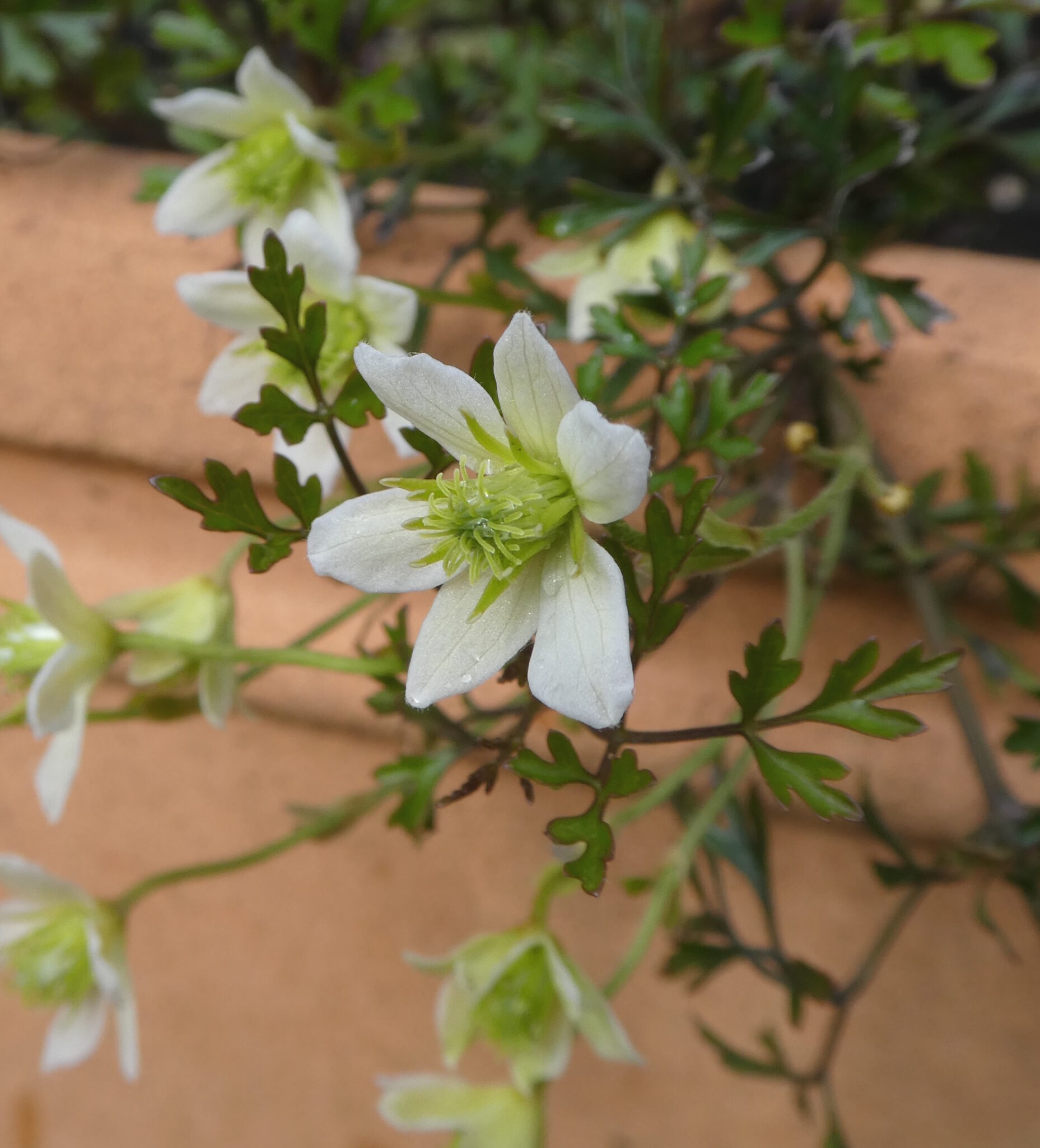 A miniature clematis in a pot. It has white petals and a green centre.