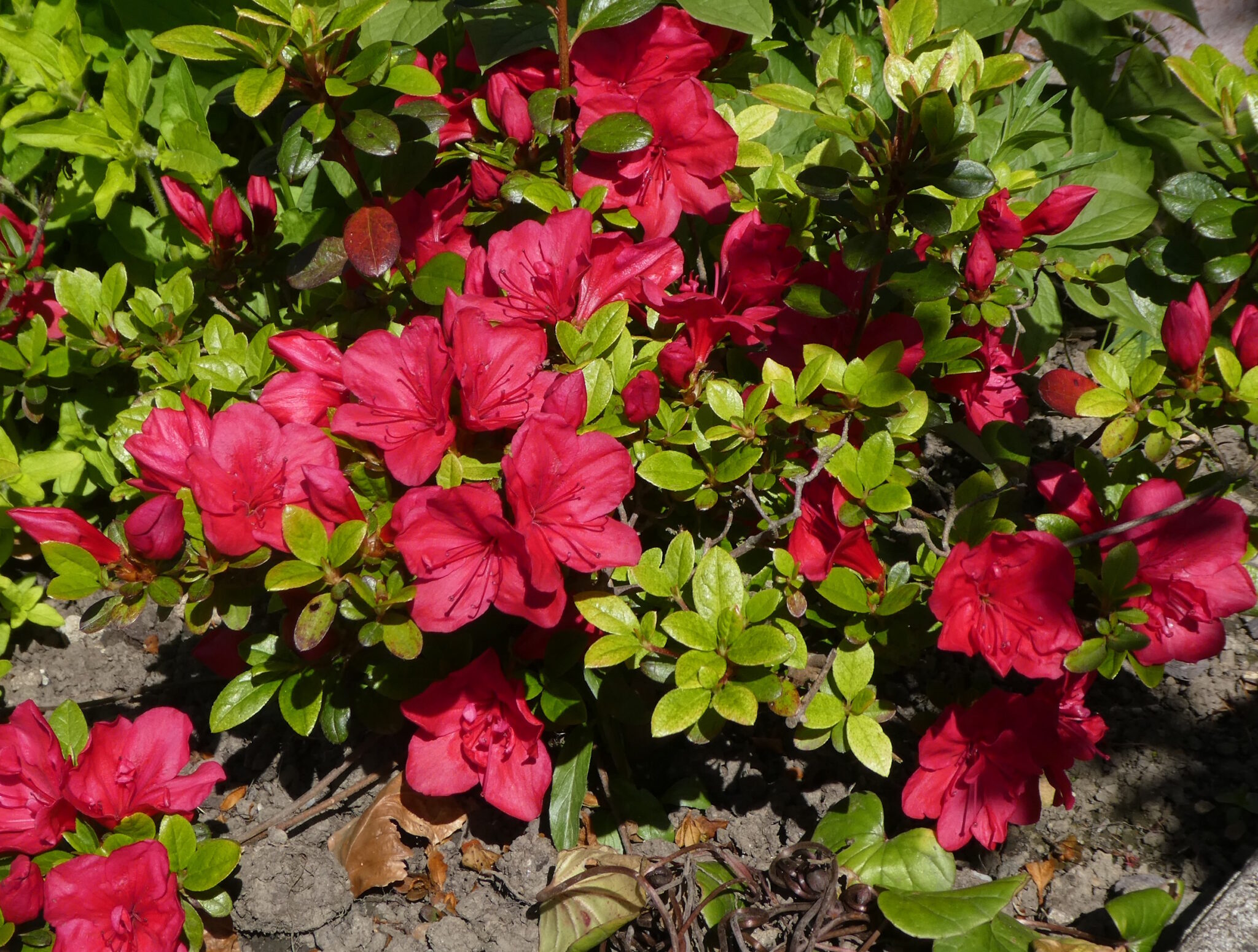 An Azalea shrub with hot magenta flowers and fresh spring green leaves.